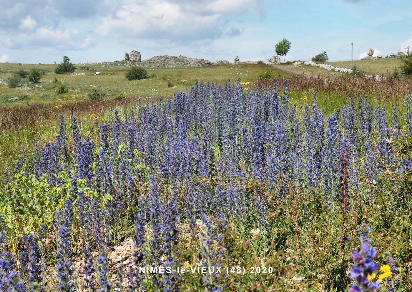 Viper's Bugloss plant